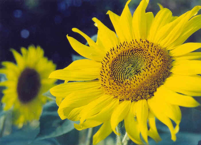 sunflowerclose.jpg