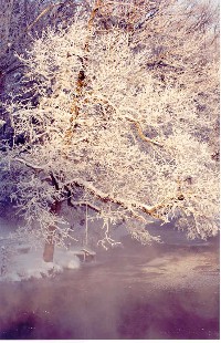 wintertree1.jpg
